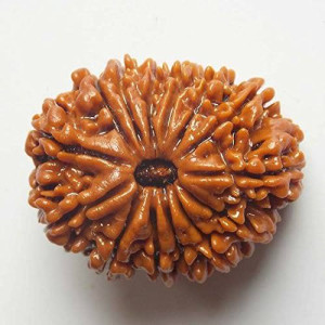 RUDRAKSHA