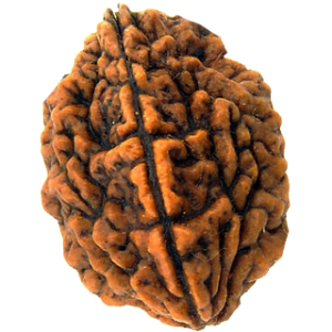 2 Mukhi Rudraksha