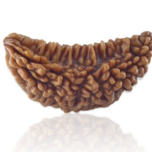 1 Mukhi Rudraksha